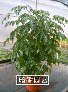 花卉宁波植物出租 宁波出租植物