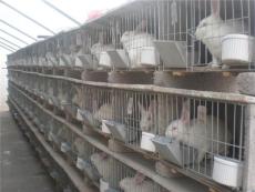 临沂獭兔养殖场 河北野兔养殖 四川肉兔的养殖
