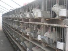常年大量供应獭兔养殖 獭兔优质品种 肉兔养殖技术