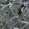 佛山工业废铁回收 模具铁 钢筋头 铁丝 铁屑