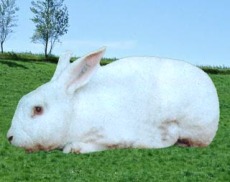 獭兔养殖技术视频獭兔养殖成本肉兔品种野兔