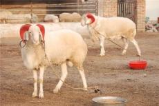 浙江山羊养殖场小尾寒羊价格育肥小尾寒羊养殖技术