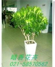 上海植物租赁上海室内植物租摆出租公司供应上海绿化盆景