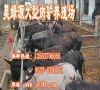 现在肉驴价格-种驴价格多少山东昊绿源肉牛肉驴养殖基地