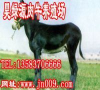 2011年养驴有效益吗 养殖肉驴效益大吗