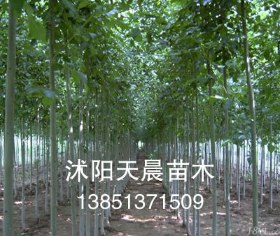 白蜡 白蜡小苗 白蜡种子 白蜡基地