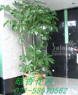 上海绿色植物租赁上海盆景花卉植物出租上海租植物公司