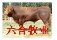 波尔山羊 杜泊绵羊 肉牛出售 山东牛羊养殖繁育总场