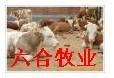 小尾寒羊 波尔山羊 肉牛出售 山东牛羊养殖繁育总场