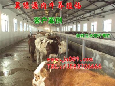 全国肉牛价格行情 肉牛市场价格行情