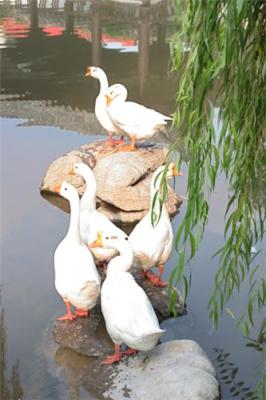 供应莱阳鹅苗孵化场 浙东白鹅 天府肉鹅 鹅苗供应