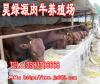 2011肉牛产业报告肉牛养殖场