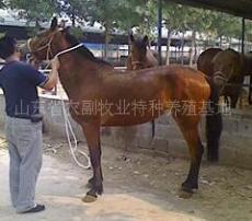 养马场 马匹价格 养马 马的养殖 养马技术 养马基地