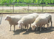 供应肉羊 种羊 肉羊价格 羊羔 种羊养殖场