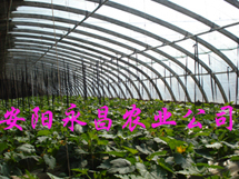 北京蔬菜温室大棚骨架机