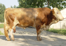 供应改良肉牛 改良肉牛犊 誉佳牧业养殖场