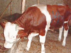 誉佳牧业供应纯种肉牛 改良肉牛 杂交肉牛 育肥小牛