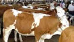 山东牛羊驴良种基地供应改良肉牛 西门塔尔牛