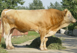 肉牛快速育肥技术---农业养殖