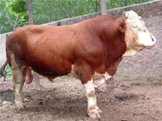 供应肉牛 创业好项目-肉牛养殖