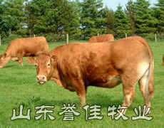 供应改良肉牛 改良肉牛犊 誉佳牧业养殖场