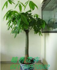上海绿化公司植物出租花草盆景租售公司室内绿色植物出租