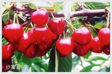 福山芳林 提供大樱桃树苗批发/供应优质樱桃苗专卖