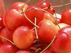 福山芳林 提供大樱桃树苗批发 优质樱桃苗专卖