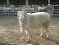 波尔山羊养殖基地 小尾寒羊养殖基地 养殖技术