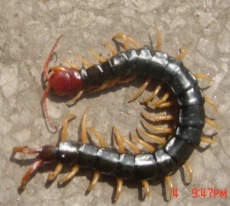 上海优质蜈蚣种虫