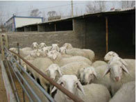 山东聚鑫牧业供应小尾寒羊提供养殖小尾寒羊技术