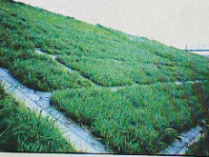 云南护坡草种批发 云南护坡草种 克劳沃供应优质草种