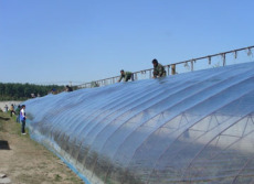 日光温室塑料大棚/日光塑料薄膜温室大棚-胜景温室工程