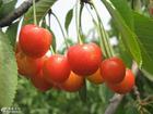 福山芳林 提供大樱桃树苗批发 优质樱桃苗专卖