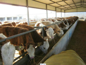肉牛养殖效益 肉牛养殖效益分析 肉牛养殖成本