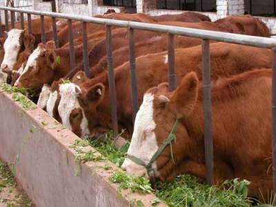 供应肉牛 山东肉牛 肉牛养殖场 肉牛养殖可行性报告