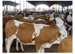 四川绵阳肉牛养殖场 肉牛养殖 肉牛价格 肉牛养殖技术