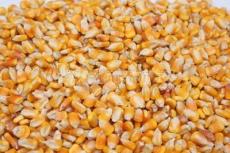 求购 玉米 小麦 高粱 大豆 碎米 棉菜粕