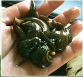 苏源-2011年水蛭种苗价格水蛭种苗报价水蛭中国-首选苏源