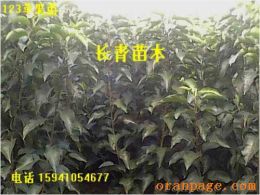 123果树苗 123苹果苗