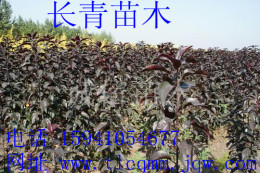 K9苹果苗 红肉苹果苗 紫叶海棠苗