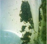 2011年水蛭种苗价格 水蛭种苗价格 水蛭种苗中国 苏源