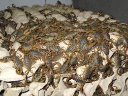 上海蝎子/上海蝎子养殖/上海蝎子养殖技术