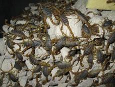 上海蝎子/上海蝎子养殖技术/上海蝎子养殖技术视频