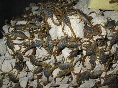 上海蝎子-上海蝎子价格-上海蝎子收购价格-上海蝎子