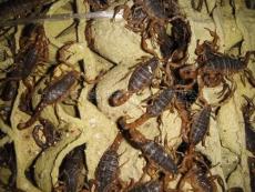上海蝎子收购价格-上海种虫价格-上海蝎子市场价格