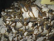上海蝎子/上海蝎子种虫价格上海蝎子养殖技术