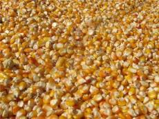 常年求购小麦玉米大豆高梁麦麸棉粕菜粕