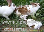济宁最大的獭兔养殖场 最大的獭兔养殖场