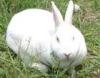 亿鑫獭兔种兔肉兔公兔仔兔养殖长毛兔